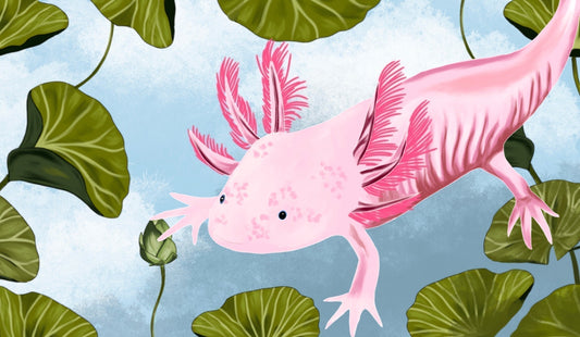 AXOLOTL