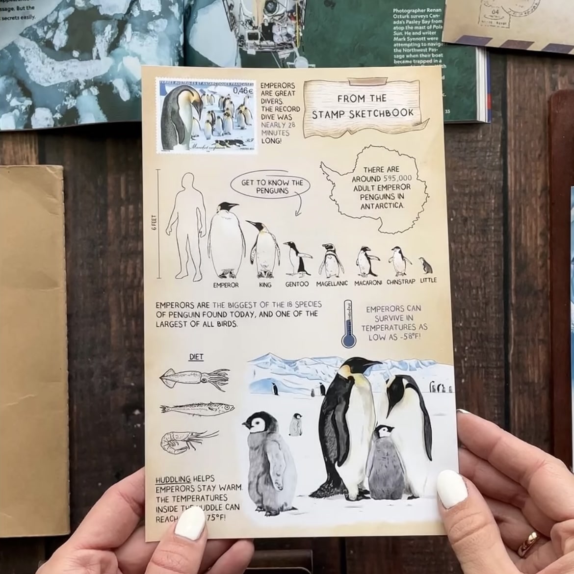 Emperor Penguin - Pen Pal Tier