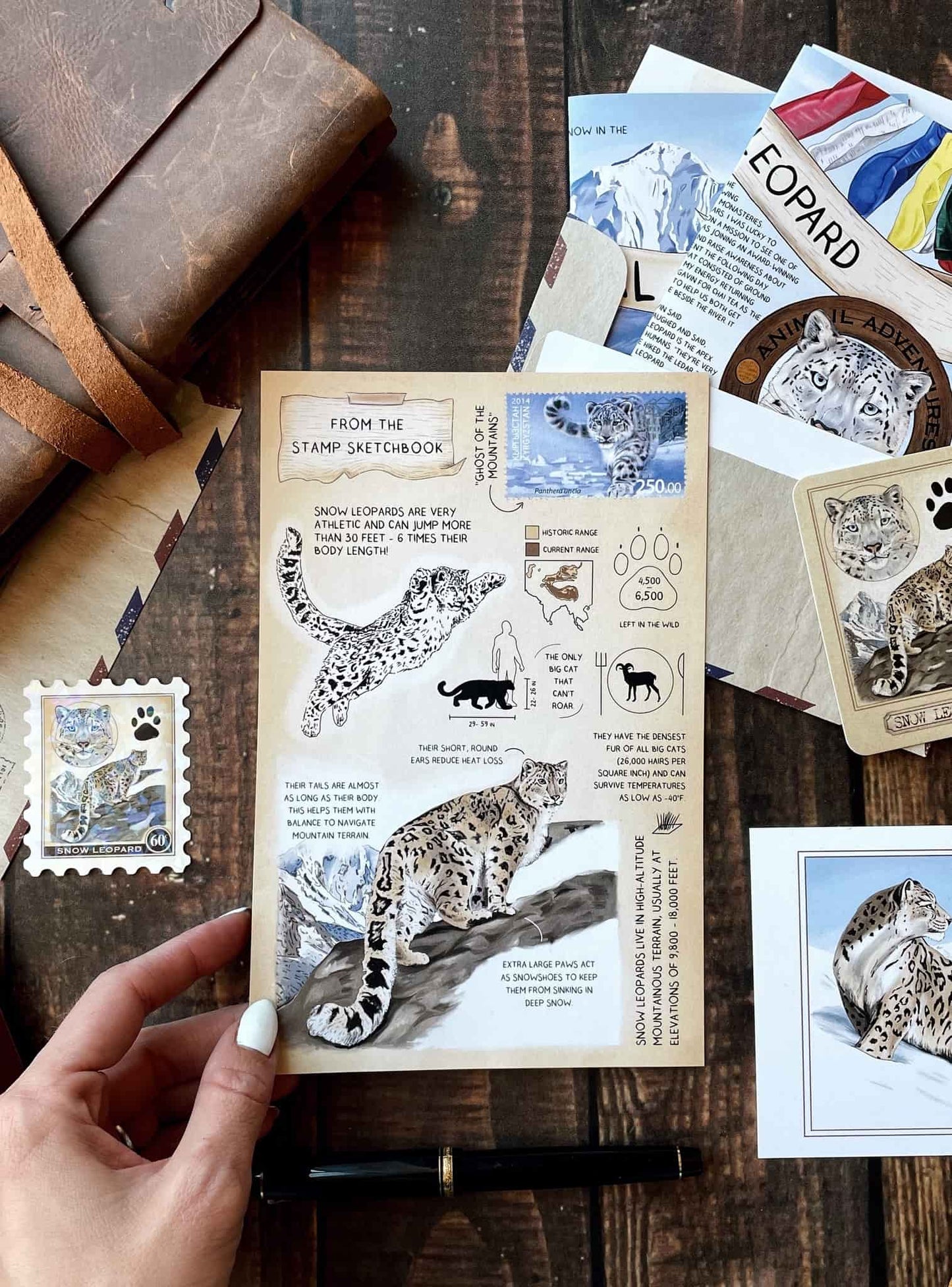 Snow Leopard - Pen Pal Tier