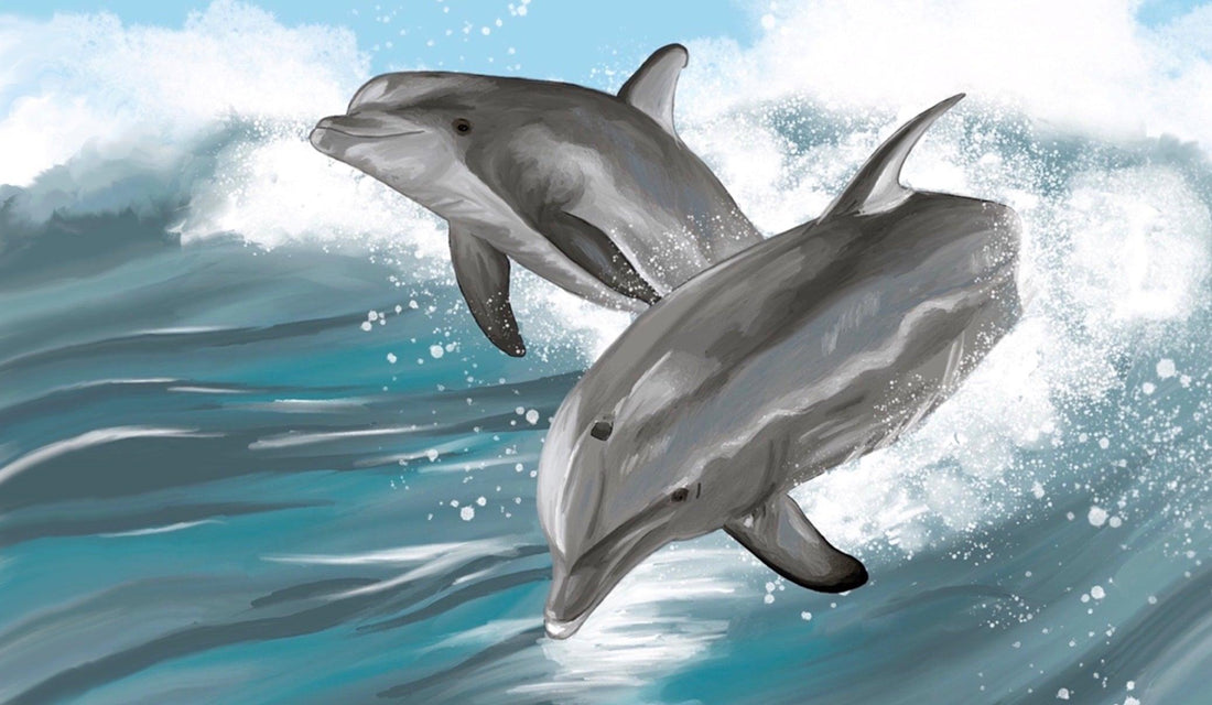 BOTTLENOSE DOLPHIN - animailadventures