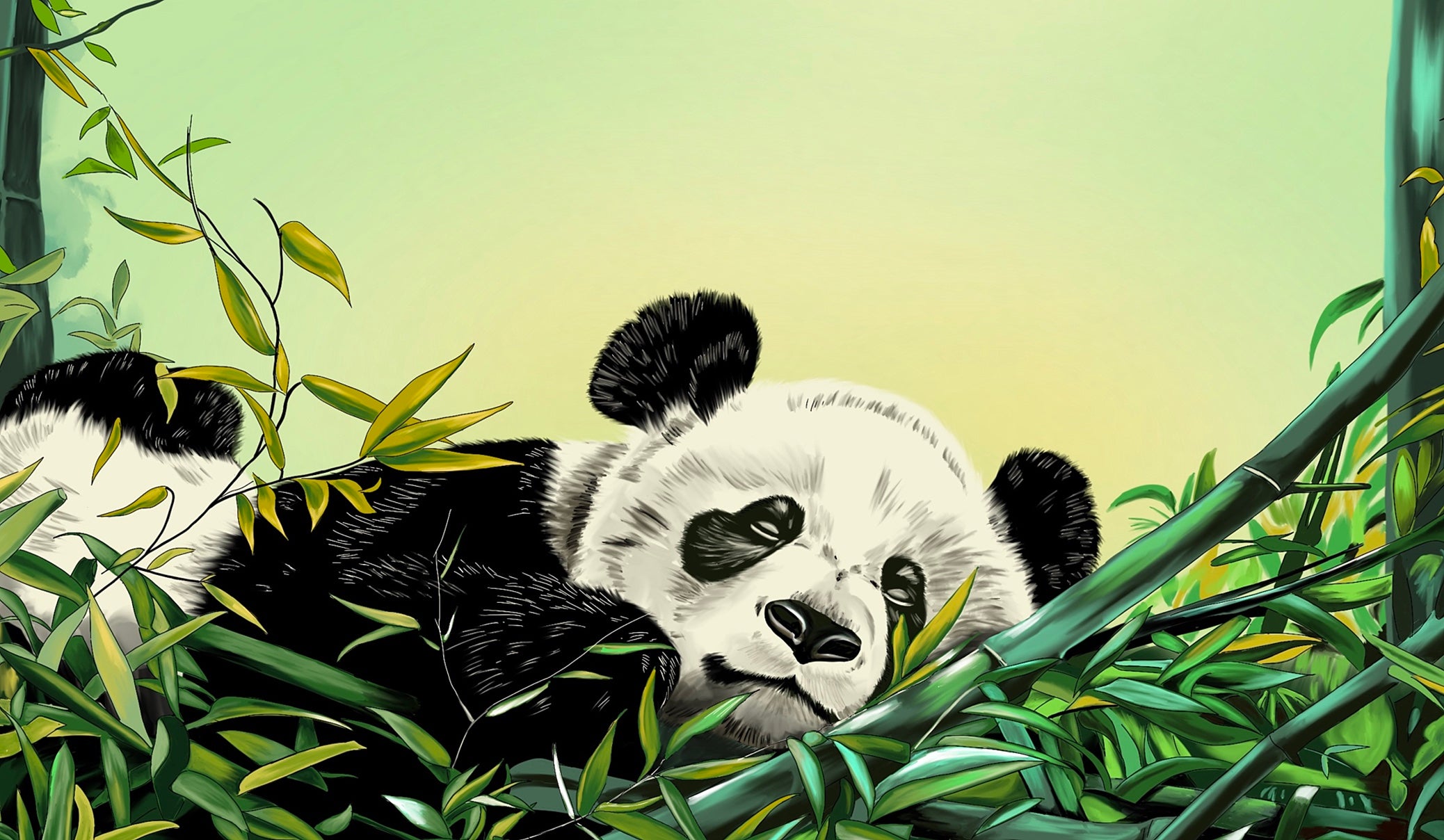 GIANT PANDA – animailadventures