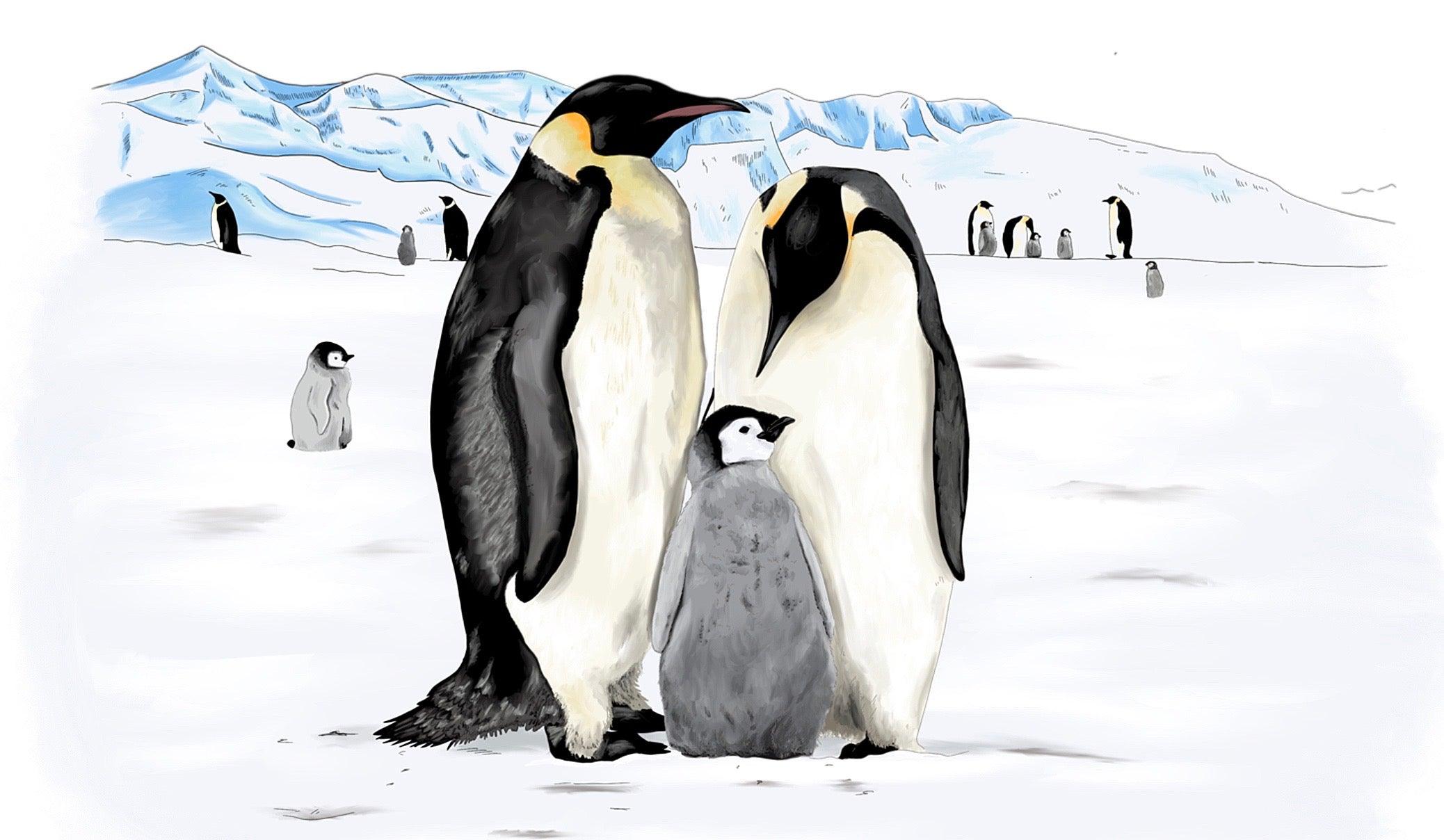 EMPEROR PENGUIN – animailadventures